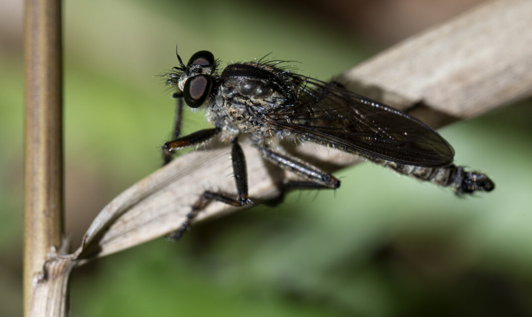 Musca-vânător neagră – Tolmerus atricapillus