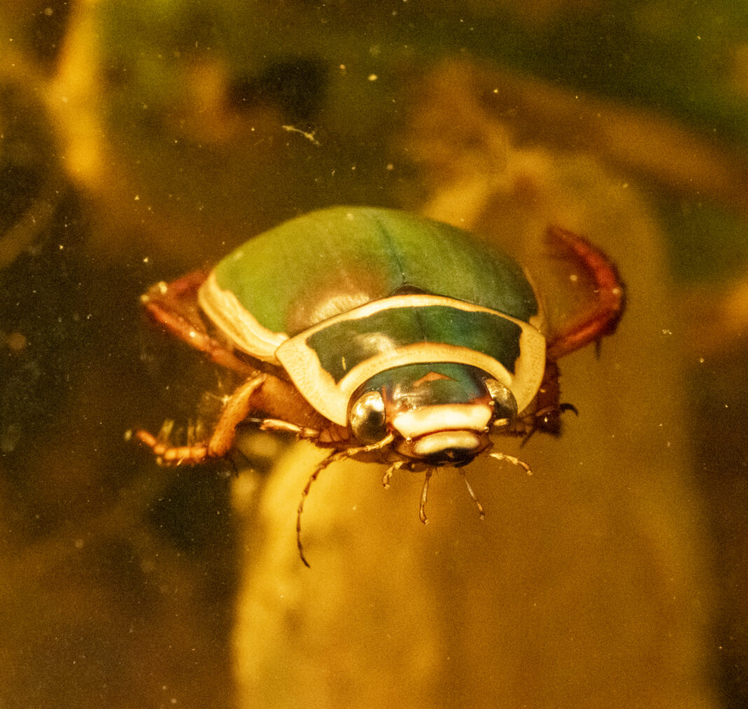 Gândacul buhaiul de baltă – Dytiscus marginalis