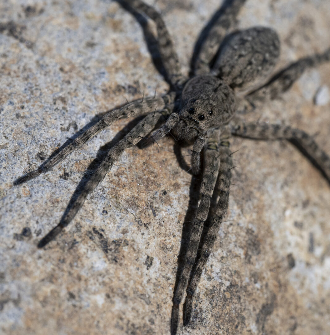 Păianjen-lup cenușiu – Arctosa cinerea
