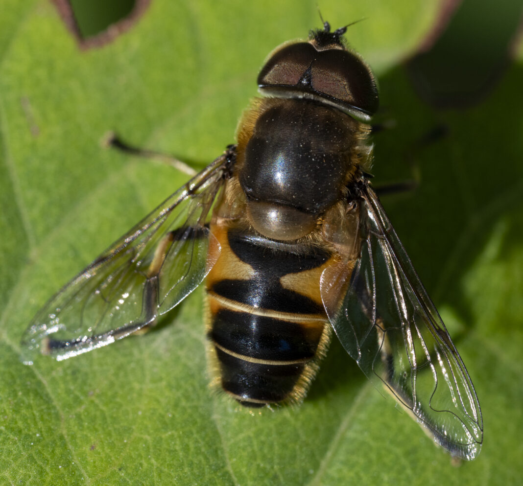Sirfida cu aripi sticloase – Eristalis similis