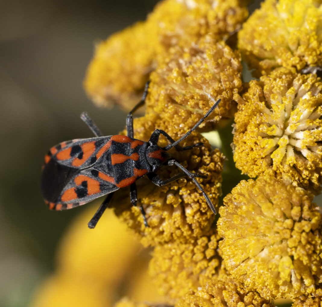Ploșnița de pietre – Spilostethus saxatilis