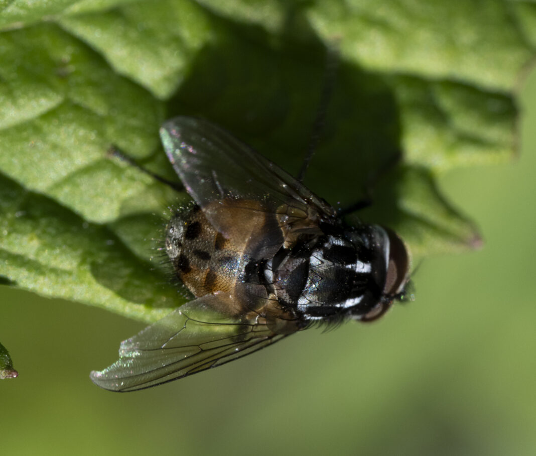 Musca pătată – Graphomya maculata