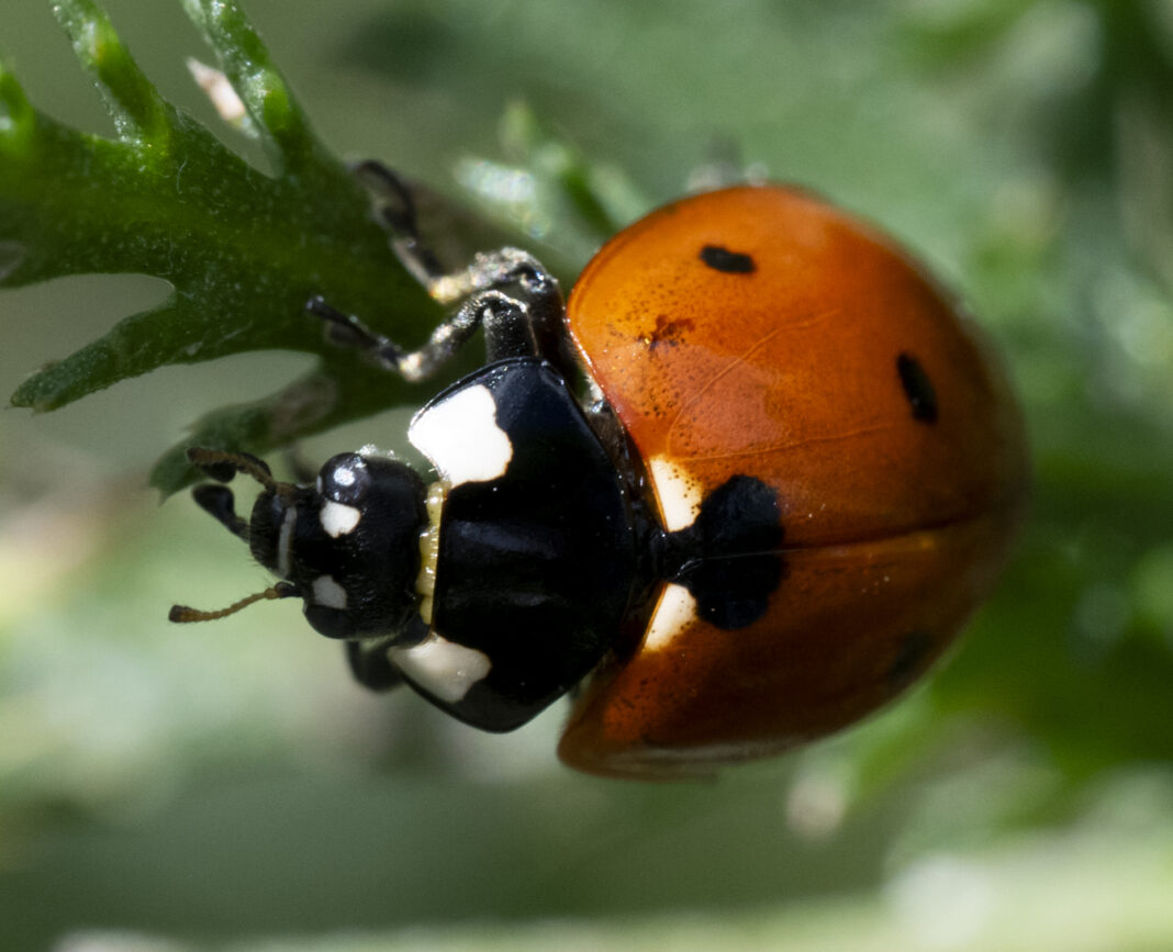 Buburuza cu șapte puncte – Coccinella septempunctata
