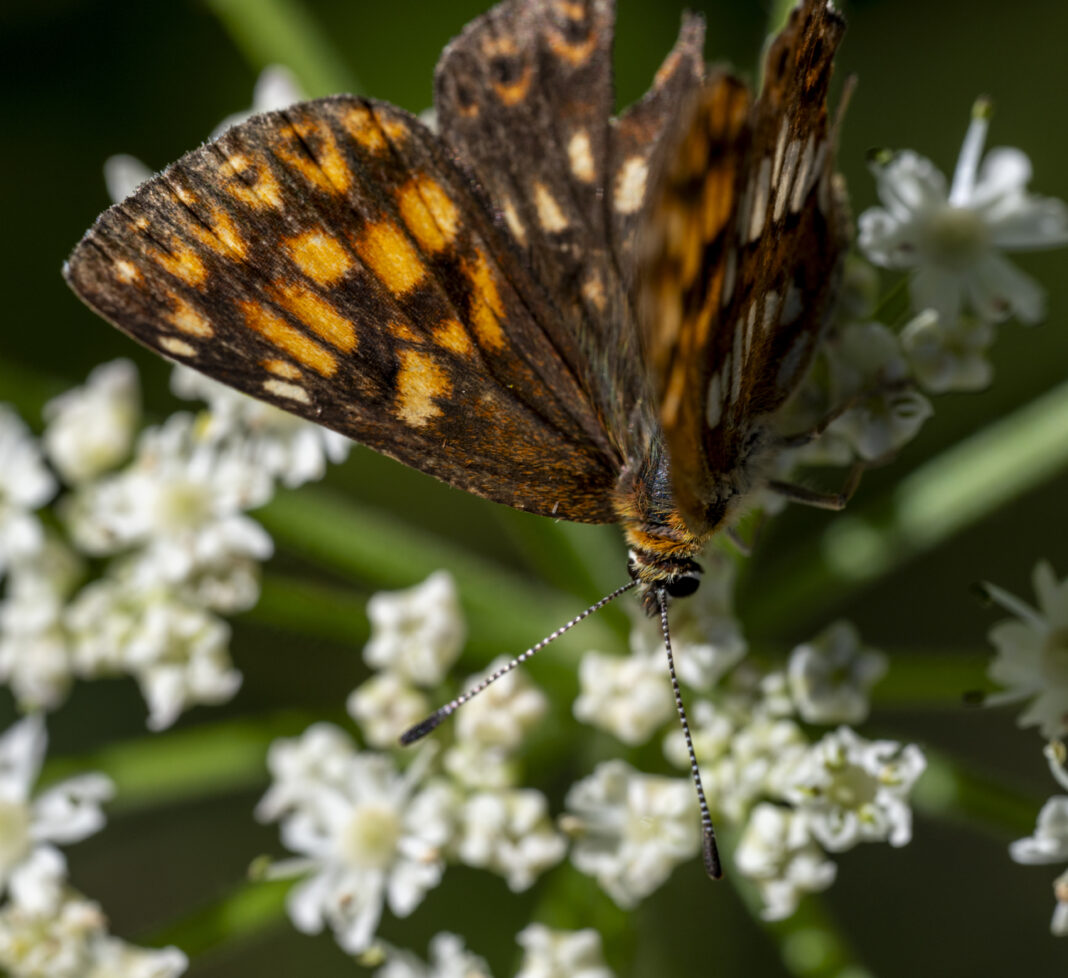 Fluturele cucului – Hamearis lucina