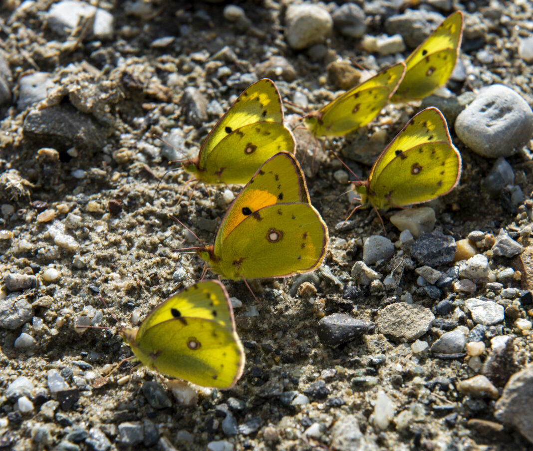 Fluturele gălbiorul migrator – Colias crocea