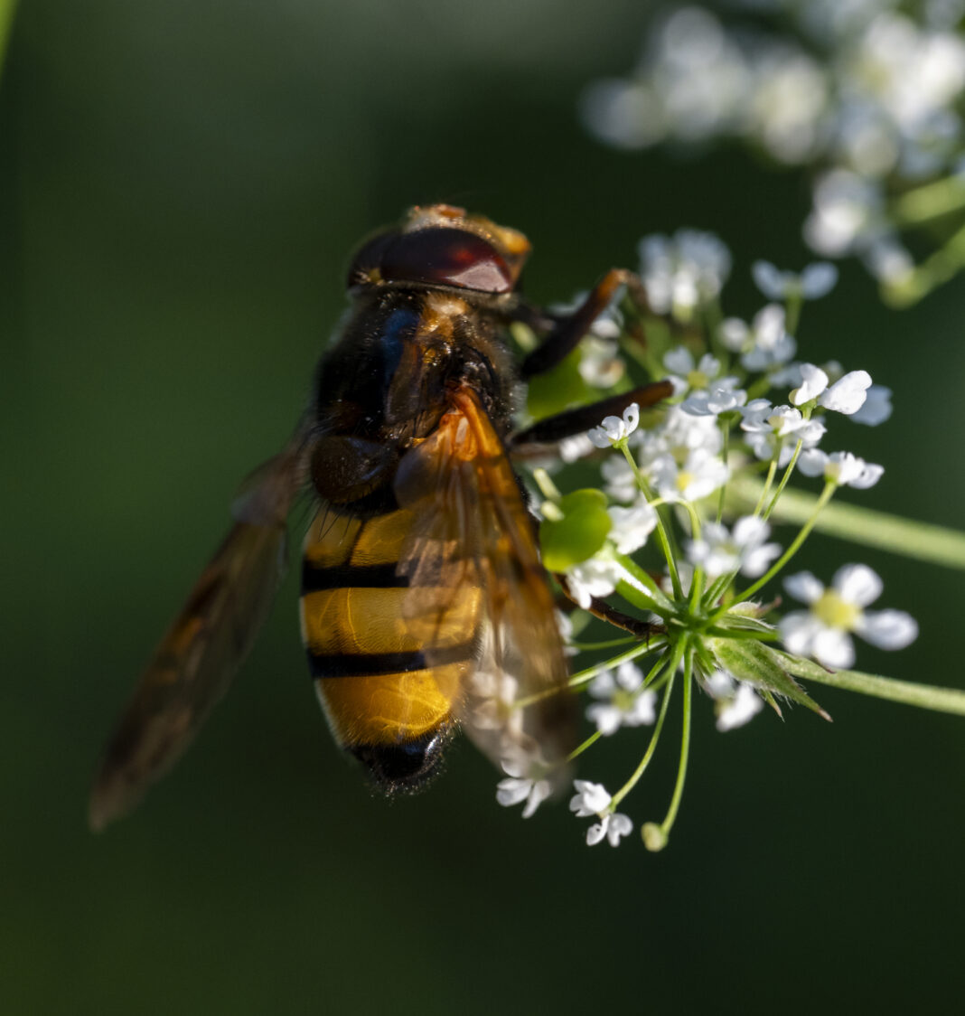 Sirfida-viespe mică – Volucella inanis