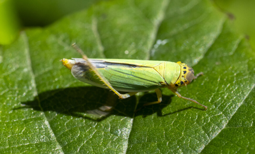 Cicada verde – Cicadella viridis