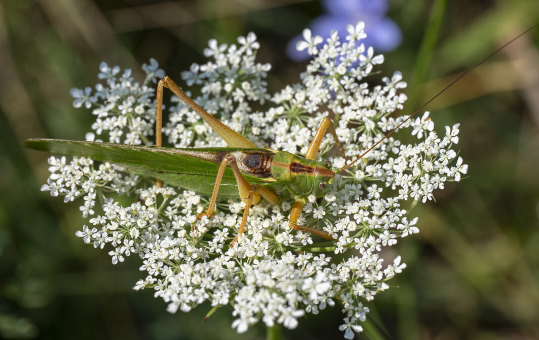 Cosașul verde – Tettigonia viridissima
