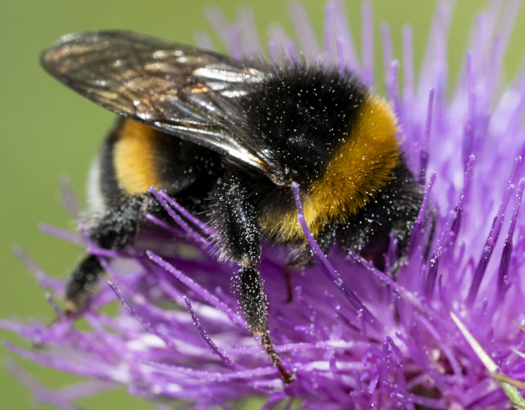Bondarul de pământ – Bombus terrestris