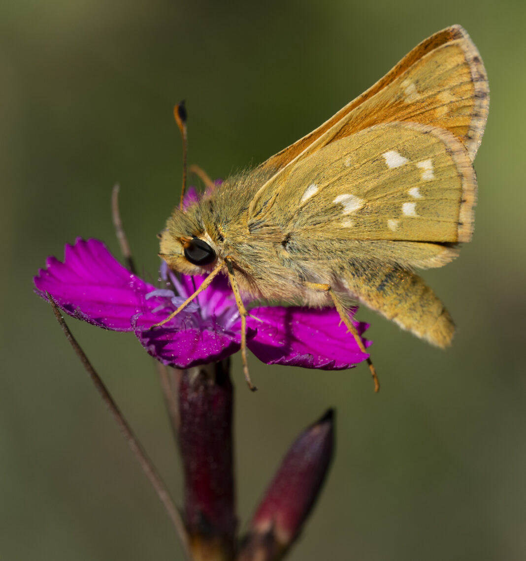 Fluturele căposul argintiu – Hesperia comma