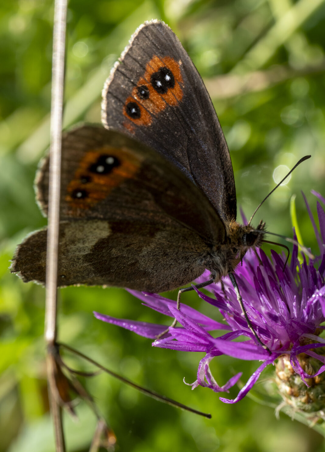 Fluturele negriciosul tri-ocelat – Erebia aethiops