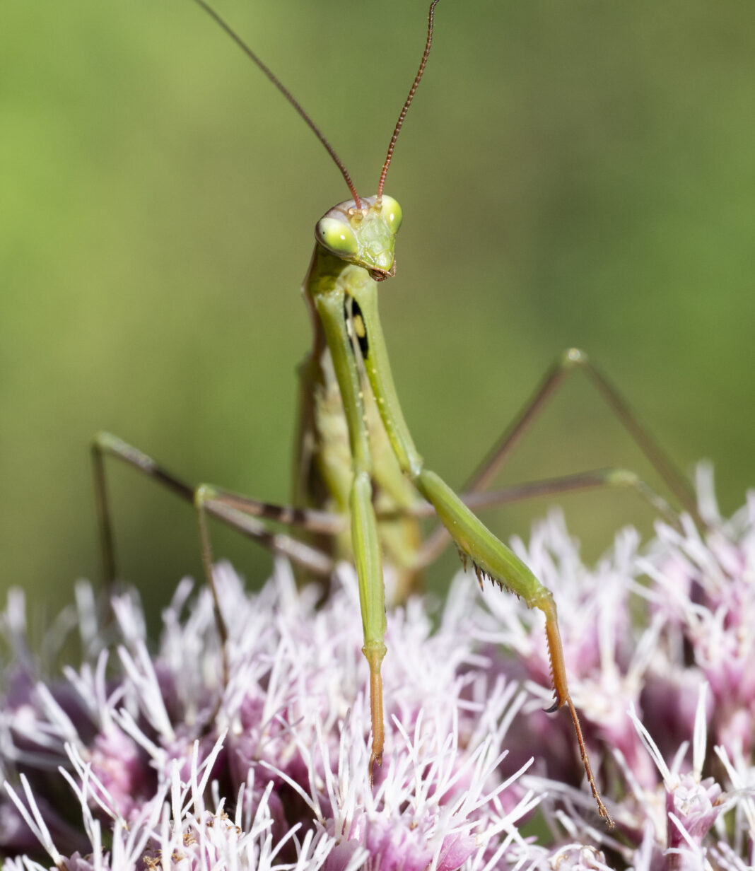 Călugărița – Mantis religiosa
