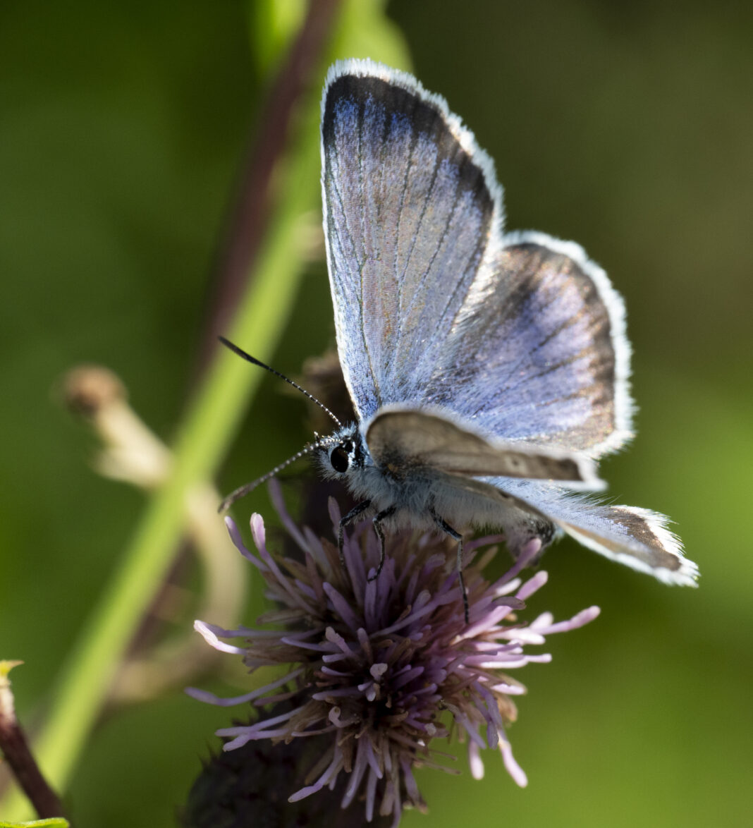 Fluturele albăstrelul argus – Plebejus argus