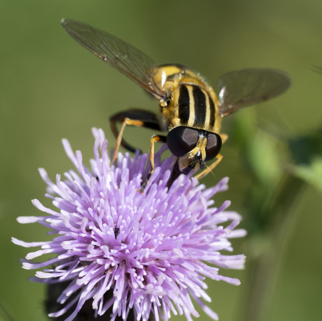 Sirfida tigru – Helophilus pendulus