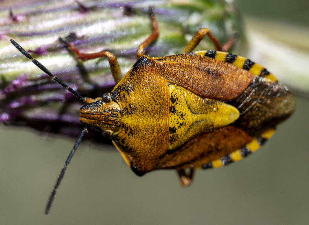 Ploșnița cu umeri negri – Carpocoris purpureipennis
