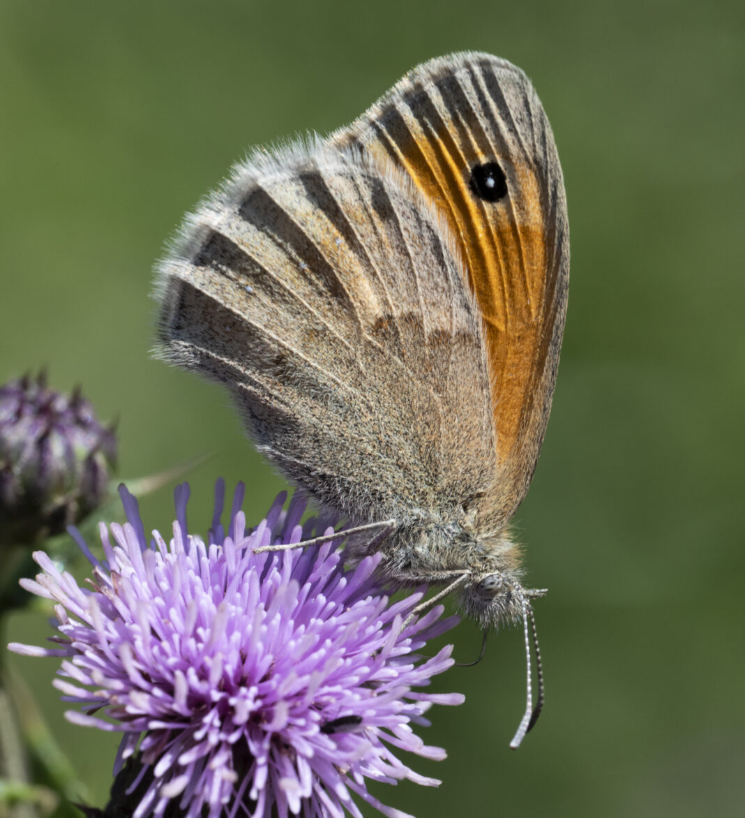 Fluturele păiușul mic – Coenonympha pamphilus