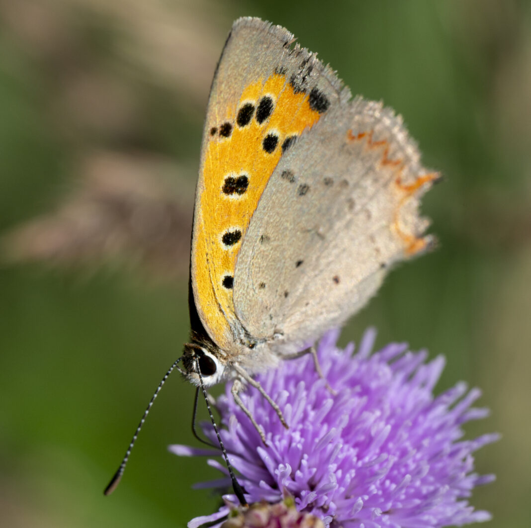 Fluturașul roșu al măcrișului – Lycaena phlaeas