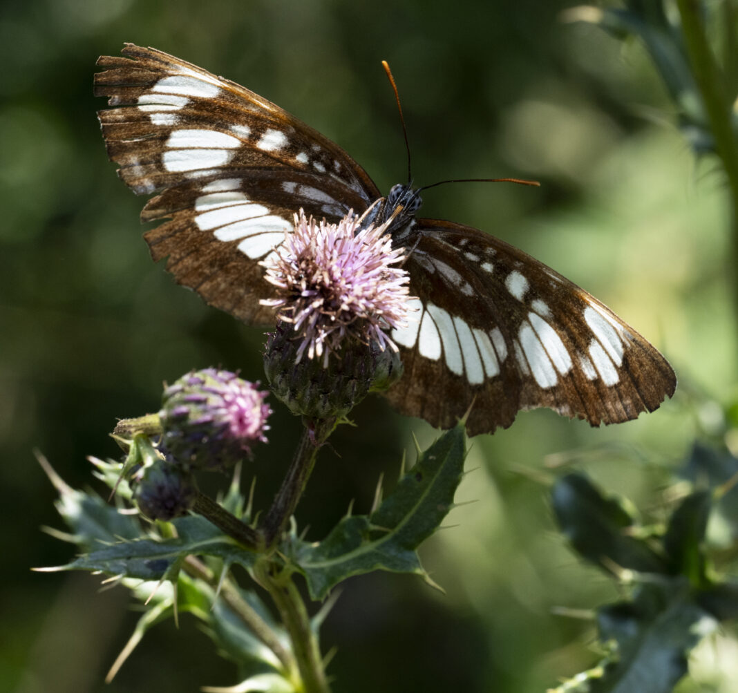 Fluturele dungat al cununiței – Neptis rivularis