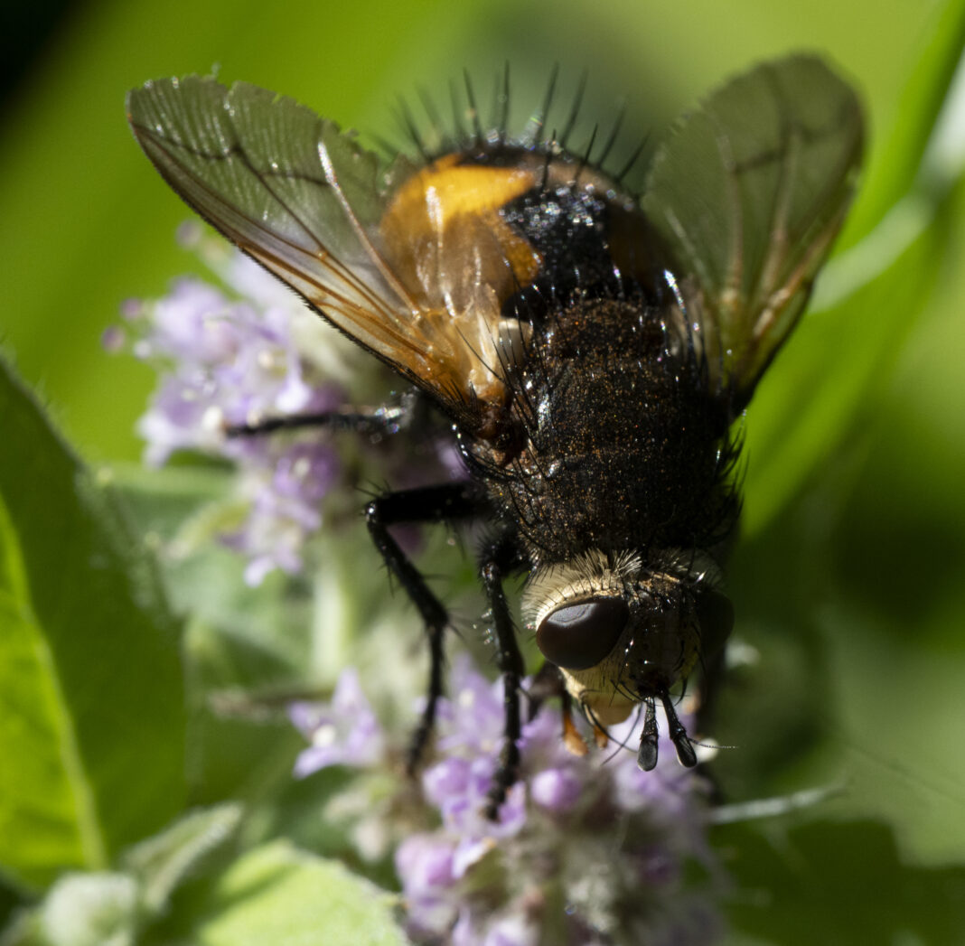 Musca feroce negricios-portocalie – Nowickia ferox