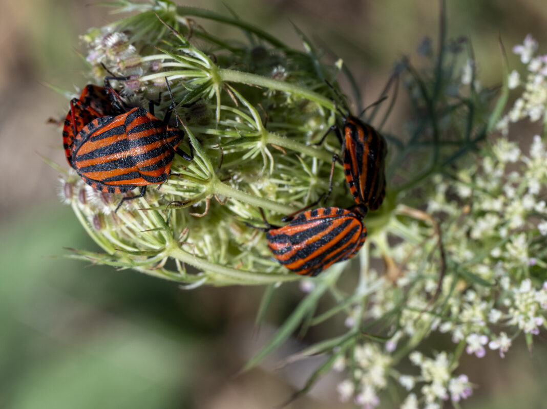Ploșnița vărgată italiană – Graphosoma italicum
