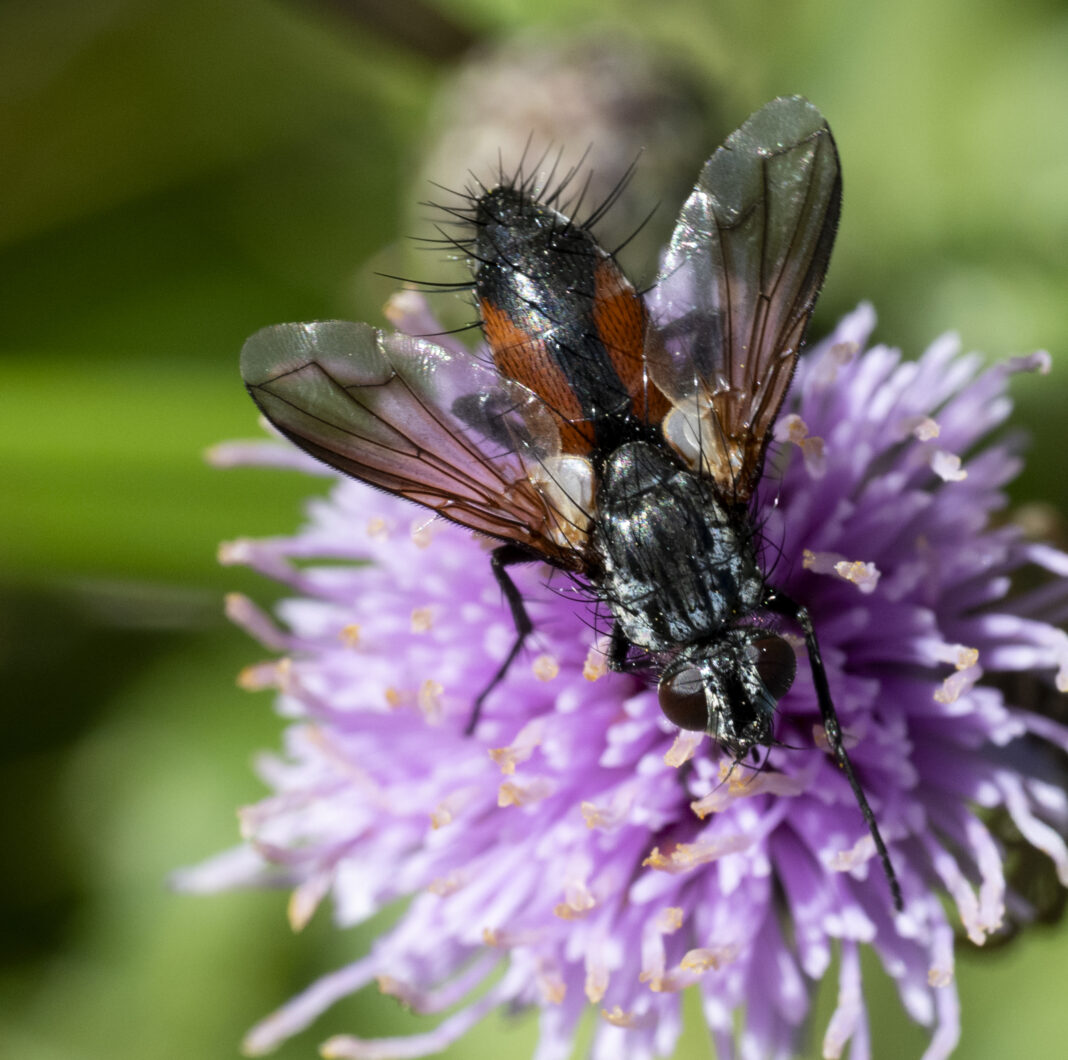 Musca tachinid cu pete roșii – Eriothrix rufomaculata