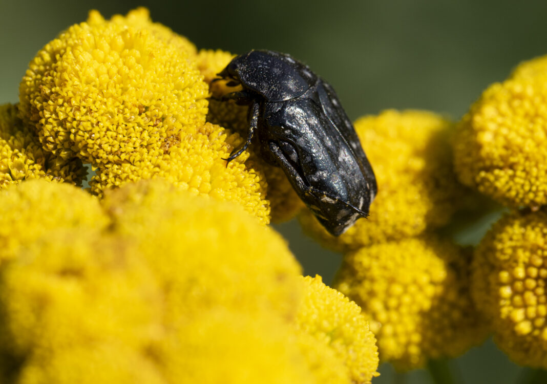 Gândac de flori negru – Oxythyrea funesta