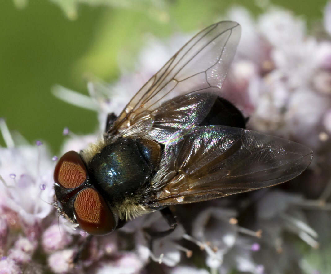 Musca parazită a ploșnițelor – Phasia hemiptera