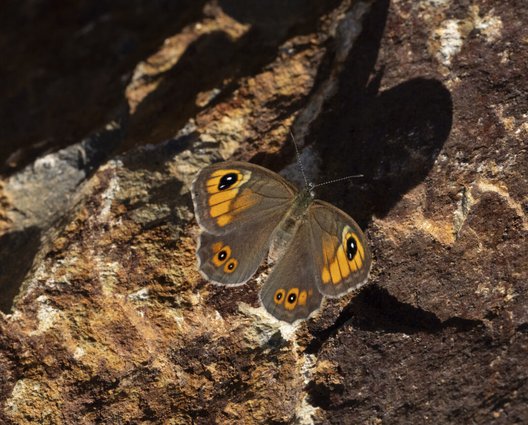 Fluturele ocelatul brun – Lasiommata maera