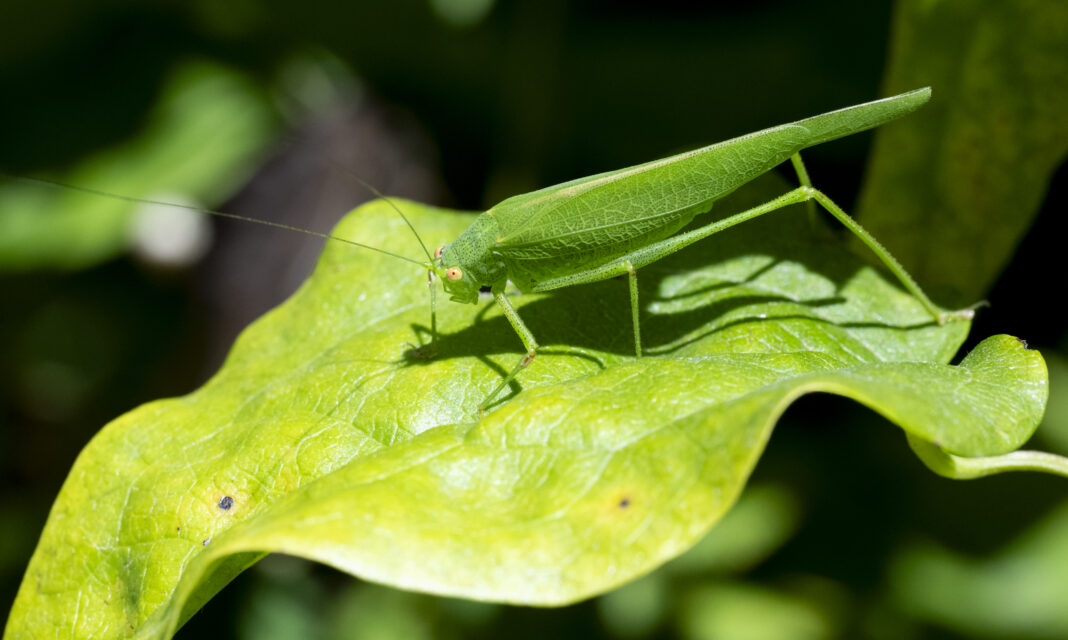 Cosașul cu seceră sudic – Phaneroptera nana