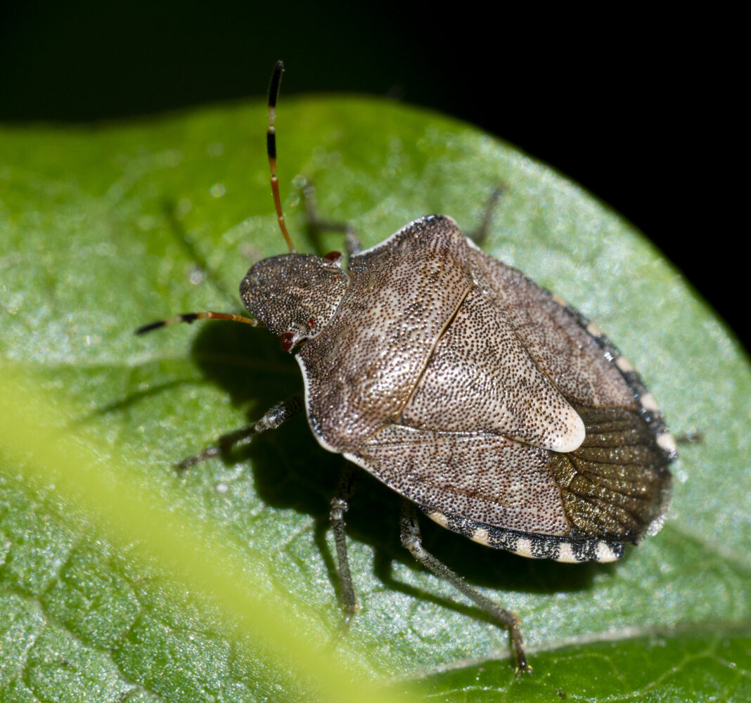 Ploșnița de primăvară – Peribalus strictus