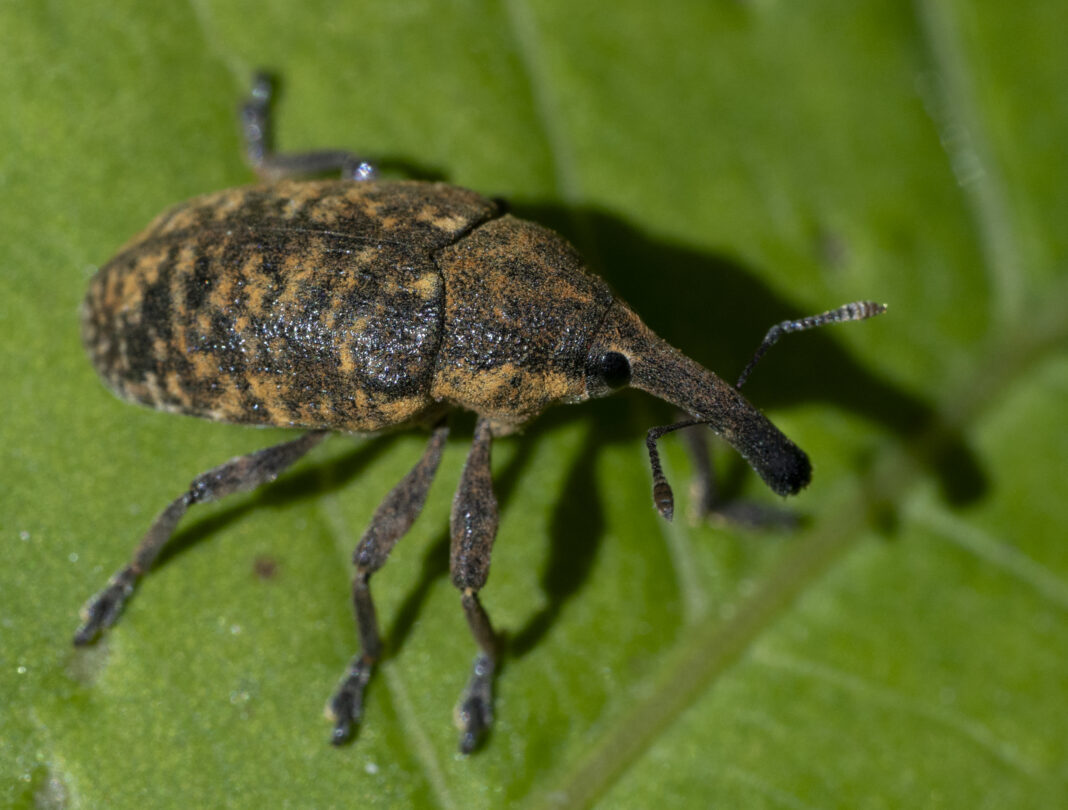 Gărgărița mare a ciulinului – Larinus sturnus