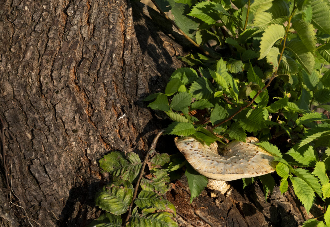 Ciuperca păstrăvul de nuc – Cerioporus squamosus