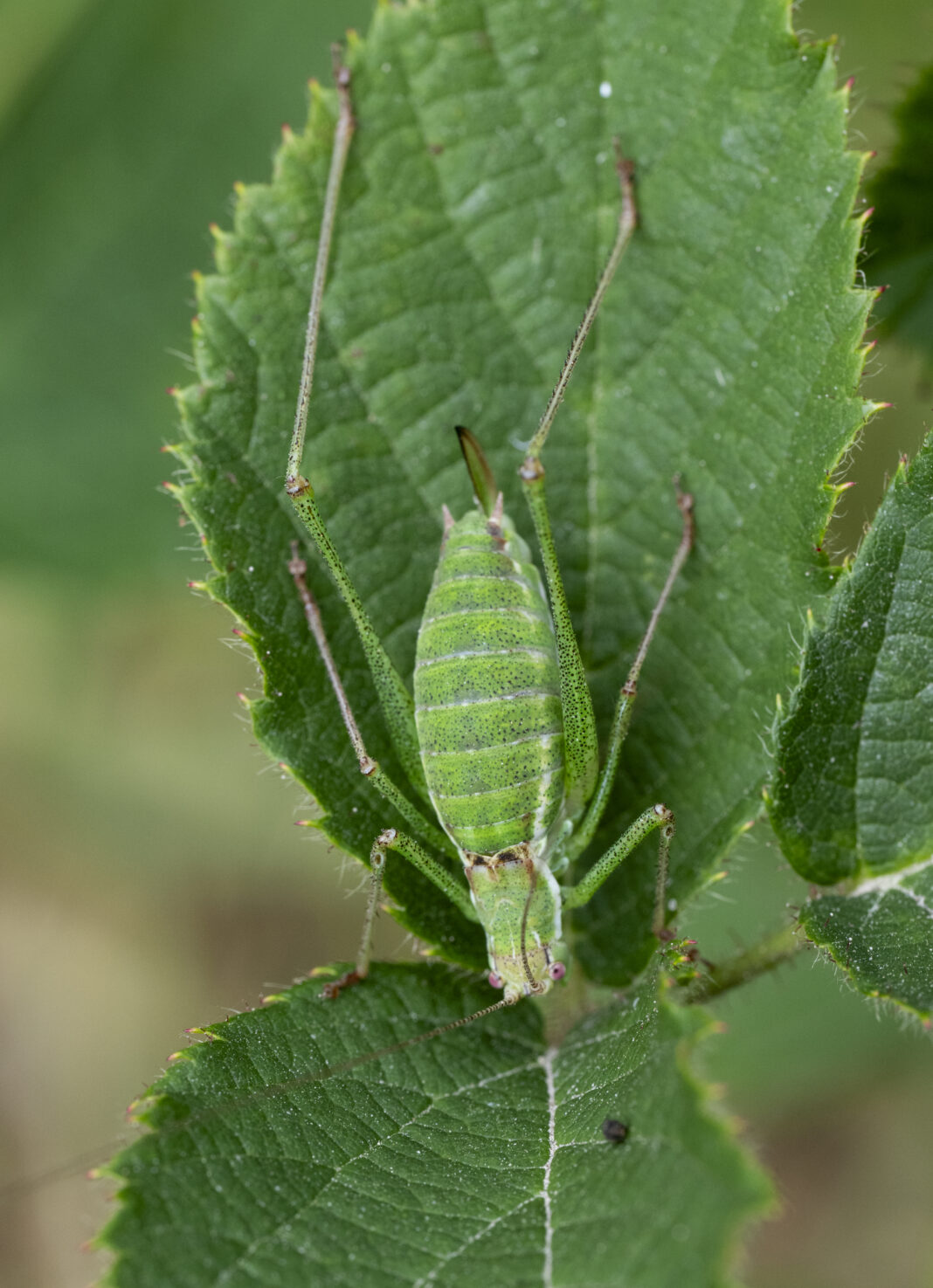Cosașul cu dungi albe – Leptophyes albovittata