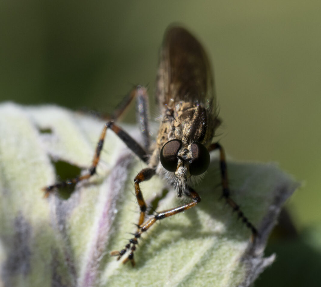 Musca-vânător de pârloagă brună – Tolmerus cingulatus
