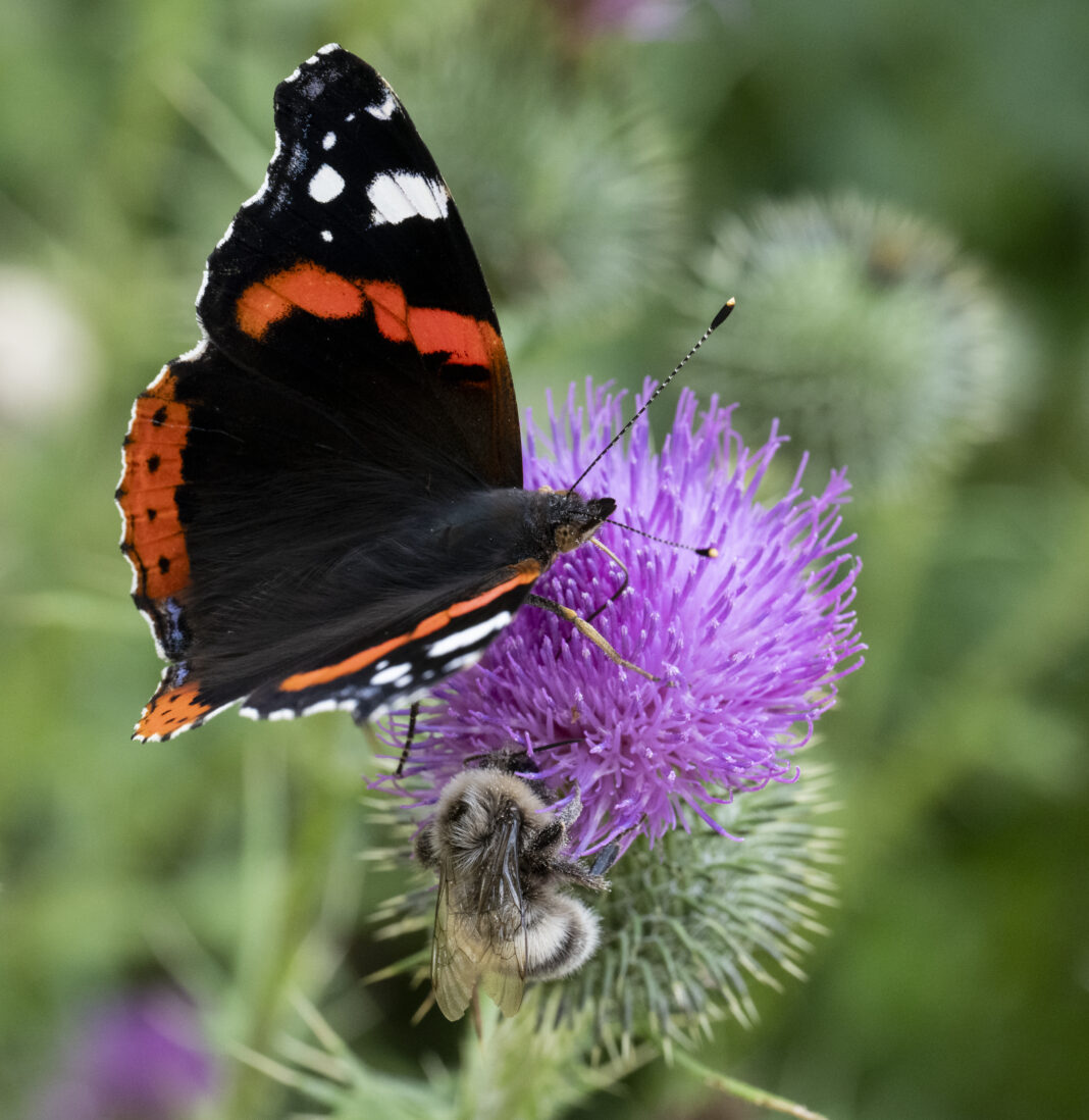 Fluturele amiral – Vanessa atalanta