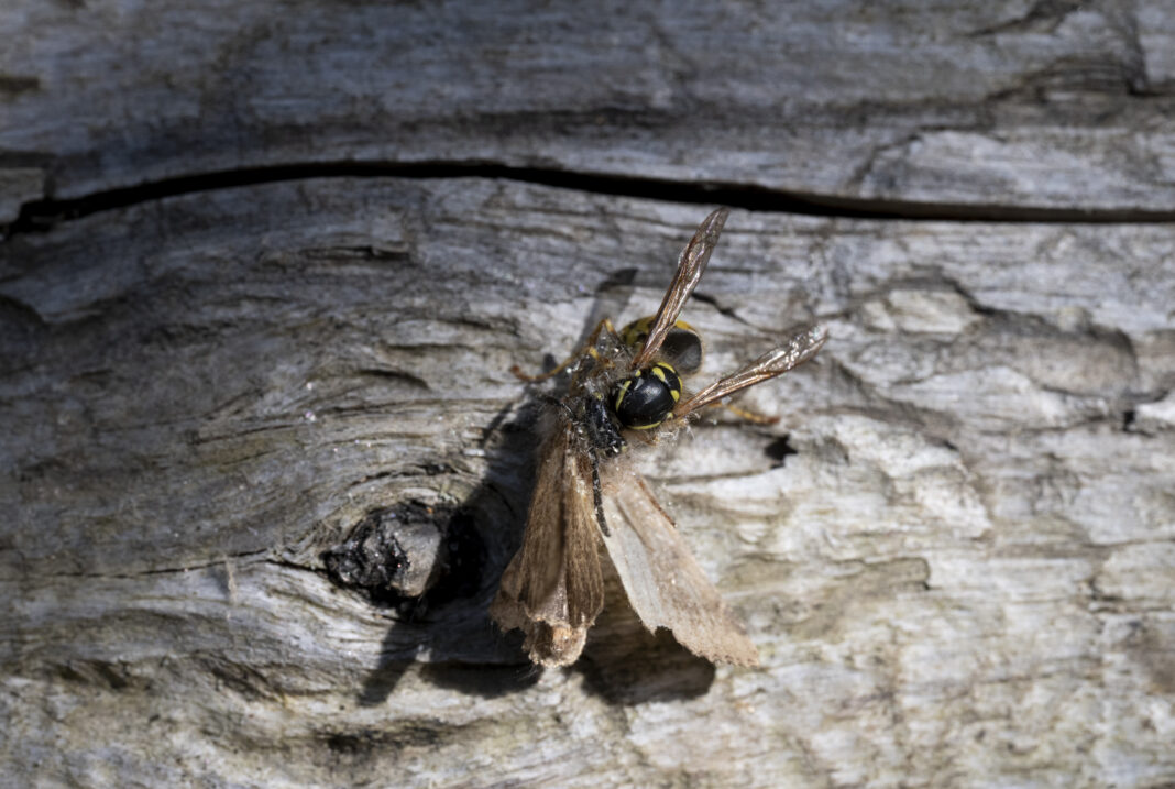 Viespea comună – Vespula vulgaris