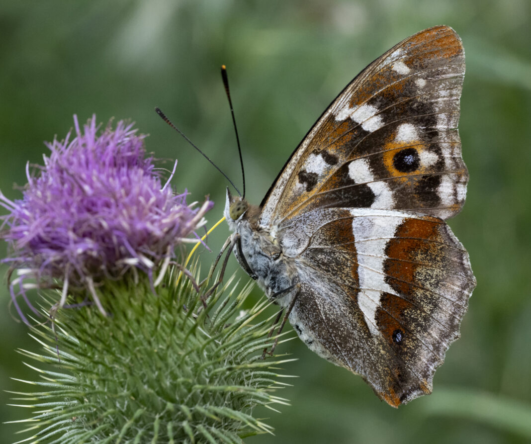 Fluturele irizant mare – Apatura iris