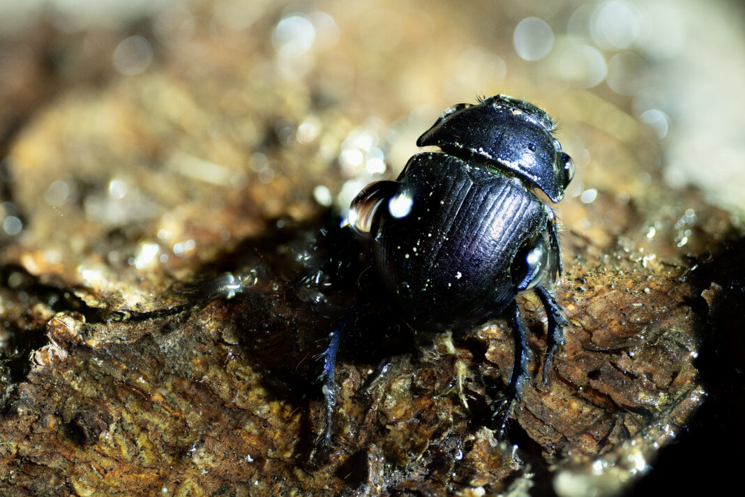 Scarabeul de pădure – Anoplotrupes stercorosus