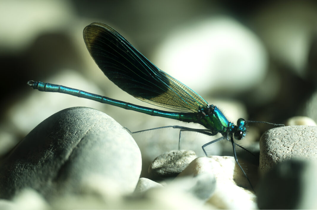 Libelula splendidă – Calopteryx splendens