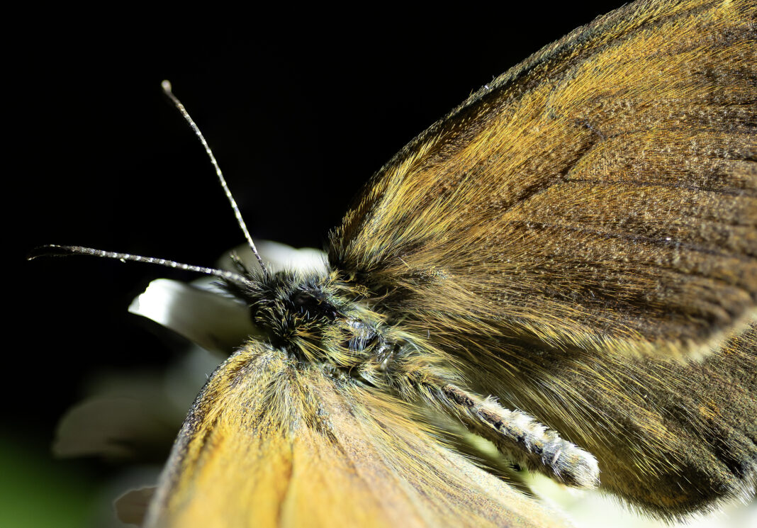 Fluturele păiușul brun-roșcat – Coenonympha glycerion