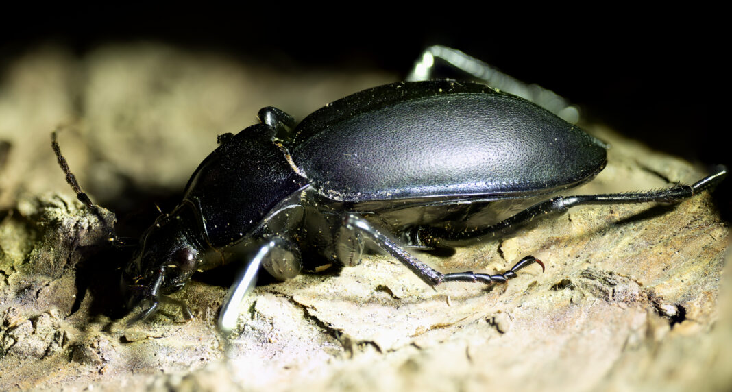 Carabus violaceus