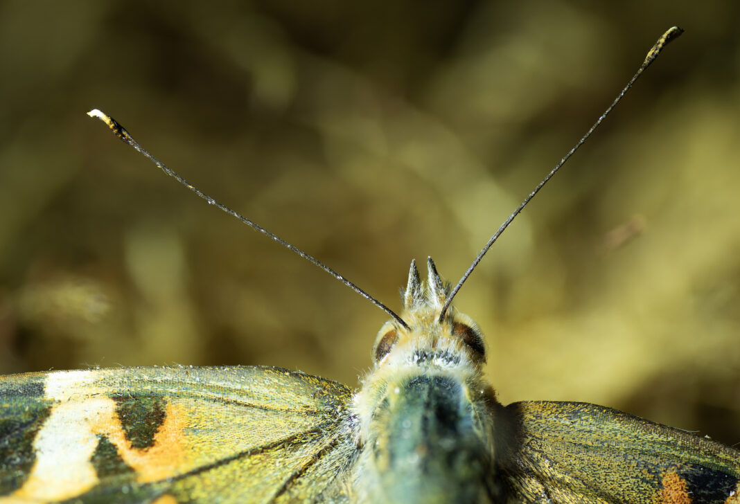 Fluturele de scaieți – Vanessa cardui