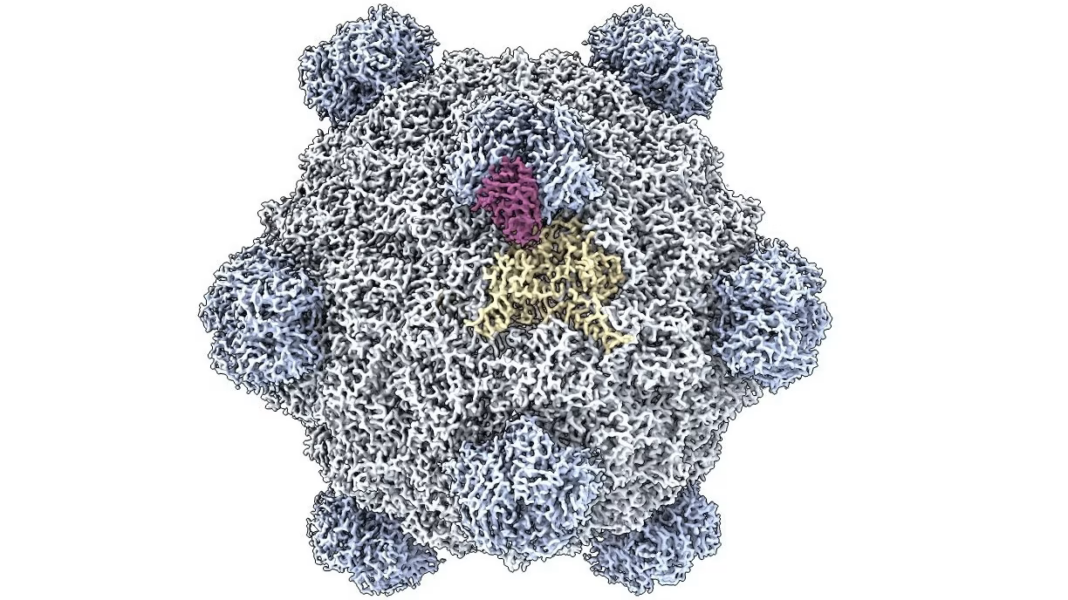 Studiu. O echipă de cercetători de la Universitatea Stanford a dezvoltat un AI cu care a creat 16 virusuri noi, capabile să infecteze bacteriile. Modelul are potențialul de a reproiecta organisme, dar ridică și preocupări legate de biosiguranță.