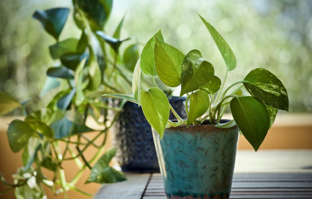Plantele pe care să le ai în casă: Oxigenează locuința și absorb gazele nocive