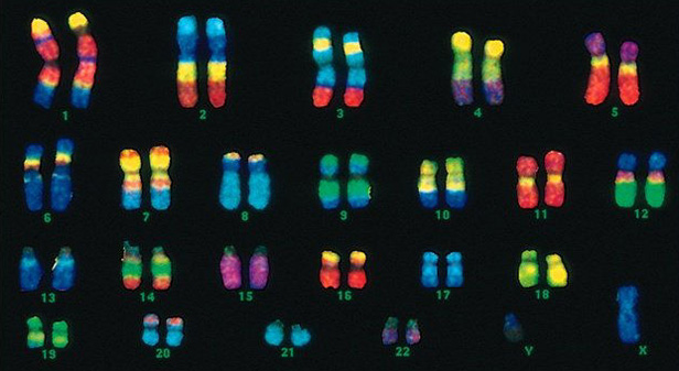 Ce este sexul biologic? O nouă viziune, non-binară