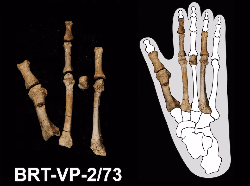 Misterul piciorului „Burtele”, elucidat: aparține speciei „Australopithecus deyiremeda”